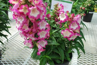 Penstemon Pentastic™ 'Pink'