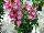 Hishtil Nurseries: Penstemon  'Pink' 