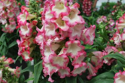 Pentastic™ Penstemon Rose 