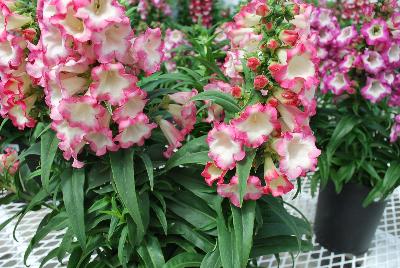 Penstemon Pentastic™ 'Rose'