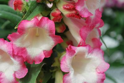 Pentastic™ Penstemon Rose 