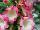 Hishtil Nurseries: Penstemon  'Rose' 