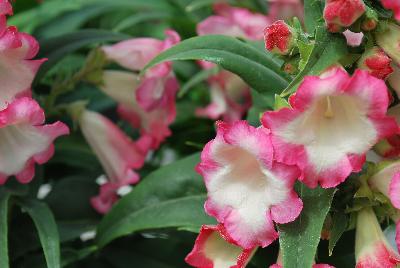 Pentastic™ Penstemon Rose 