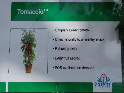 Hishtil: Tomato-cherry 'Tomaccio&trade;': As seen @ Hishtil, Spring Trials 2013 @ Pacific Plug and Liner:<ul><li>Uniquely sweet tomato</li><li>Dries naturally to a healthy snack</li><li>Robust growth</li><li>Early fruit setting</li><li>POS available on demand</li></ul>
