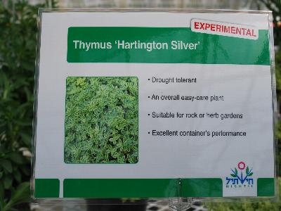 Hishtil: Thymus 'Hartington Silver': As seen @ Hishtil, Spring Trials 2013 @ Pacific Plug and Liner.
