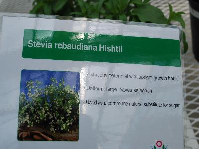 Stevia rebaudiana 'Hishtil': As Seen @ Spring Trials, 2013: <ul><li>A shrubby perennial with upright growth habit</li><li>Uniform, large leaves</li><li>Used as a common natural substitute for sugar</li></ul>
