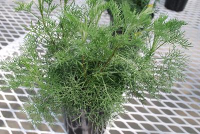 Artemesia  'Cola Plant'