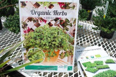 Organic Herbs: As seen @ Hishtil, Spring Trials 2015: Organic Herb Gardening.
