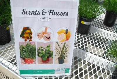 Scents and Flavors: As seen @ Hishtil, Spring Trials 2015: Scents & Flavors Gardening.