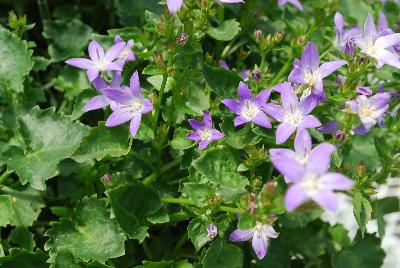 Garden Star Campanula Blue 