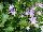 Hishtil Nurseries: Campanula  'Blue' 