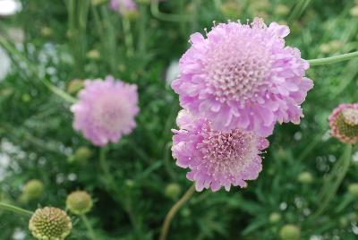 Kudo Scabiosa Pink 