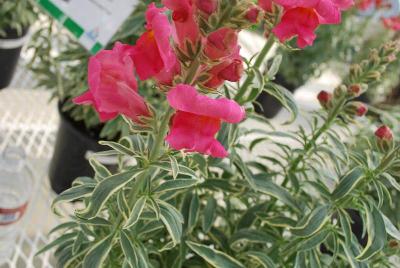 Antirrhinum  'Eternal Magenta'