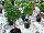 Hishtil Nurseries: Basil (tree)  '' 