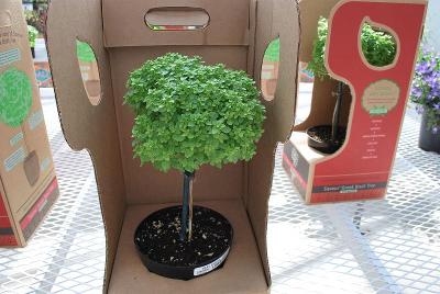 Basil (tree)  ''