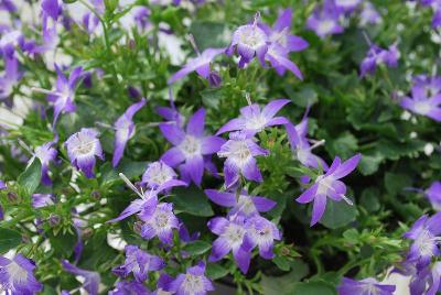 Campanula  'Star'