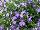 Hishtil Nurseries: Campanula  'Star' 