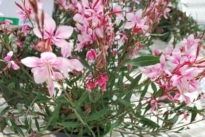 Gaura  'Cherry Brandy'