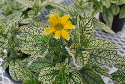 Heliopsis  'Winter Sun'