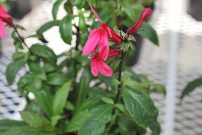 Lobelia Princess 'Crimson'