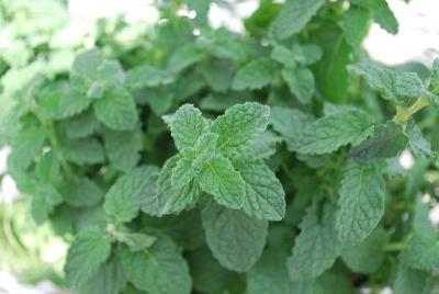 Mentha  'Strawberry'