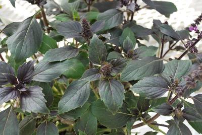 Basil Herbalea 'Wild Color'