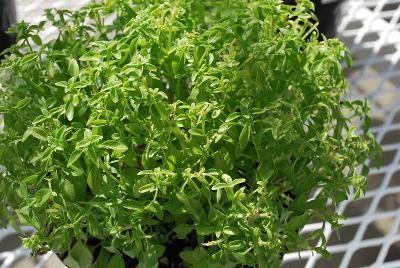 Basil Herbalea 'Green Ball'