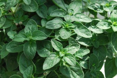 Origanum  'Margeritha'