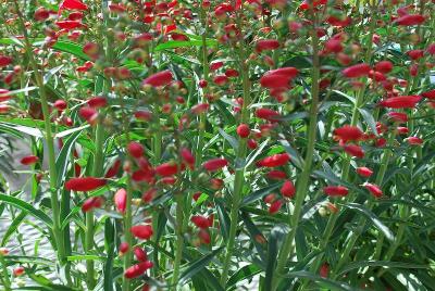 Penstemon Red Riding Hood 'Red'