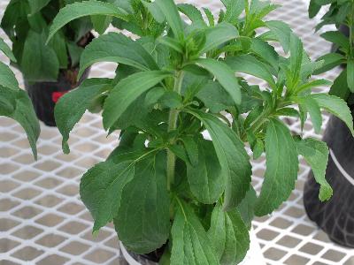 Stevia  'Hishtil'