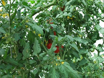 Tomato cherry Tomaccio ''