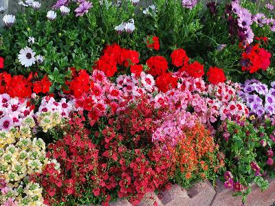 At Speedling Spring Trials, 2013: Mixed garden collection on display.