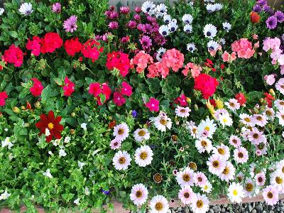 At Speedling Spring Trials, 2013: Mixed garden collection on display.