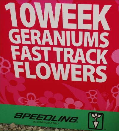 10 Week Geraniums: Fast Track Flowers from Speedling.
