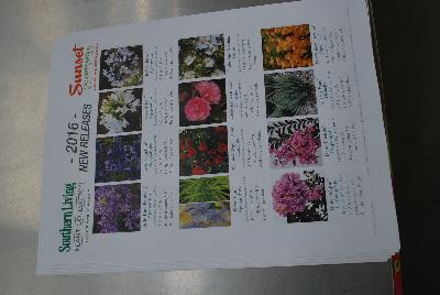 Seen @ Spring Trials 2016.: From Sunset Western Garden Collection®, Spring Trials 2016: New Releases for 2016.  Exceptional Plants for Western Gardens.  More @ www.sunsetwesterngardencollection.com