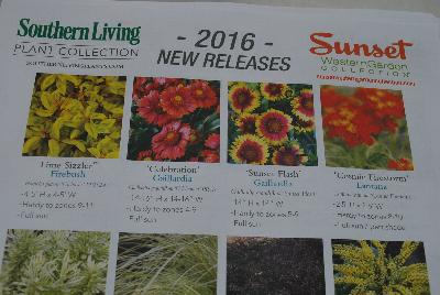 Seen @ Spring Trials 2016.: From Sunset Western Garden Collection®, Spring Trials 2016: New Releases for 2016.  Exceptional Plants for Western Gardens.  More @ www.sunsetwesterngardencollection.com