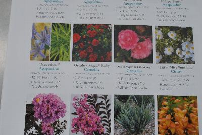 Seen @ Spring Trials 2016.: From Sunset Western Garden Collection®, Spring Trials 2016: New Releases for 2016.  Exceptional Plants for Western Gardens.  More @ www.sunsetwesterngardencollection.com