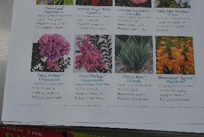 Seen @ Spring Trials 2016.: From Sunset Western Garden Collection®, Spring Trials 2016: New Releases for 2016.  Exceptional Plants for Western Gardens.  More @ www.sunsetwesterngardencollection.com