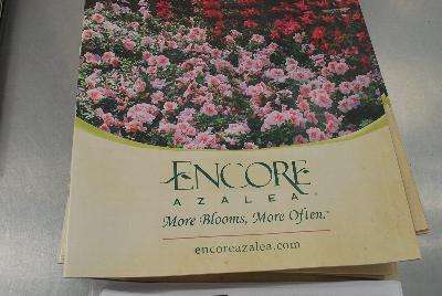 Seen @ Spring Trials 2016.: From Sunset Western Garden Collection®, Spring Trials 2016: the new 'Autumn Fire™' Encore® Azalea.  More Blooms, More Often.™  More @ www.encoreazalea.com