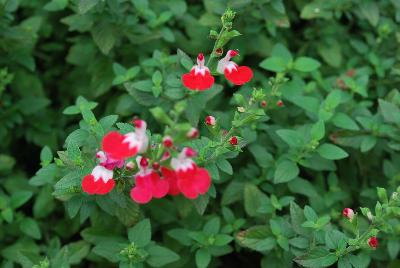 Salvia  'Little Kiss'