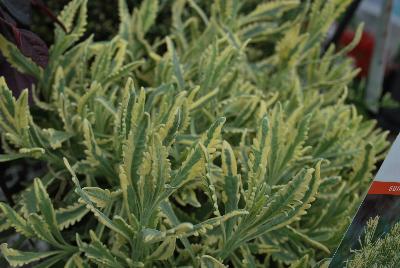 Lavandula  'Meerlo'