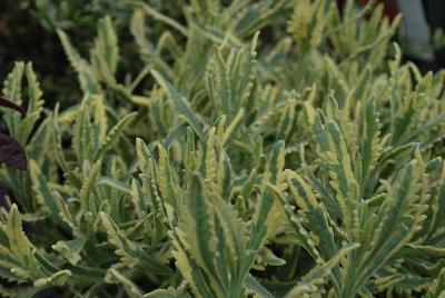 Lavandula  'Meerlo'