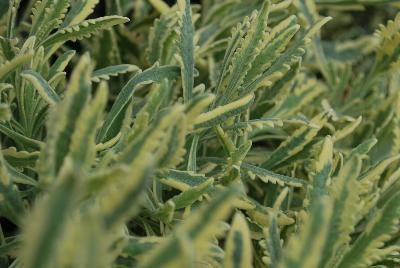 Lavandula  'Meerlo'