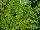 Sunset Western Garden Collection: Ligustrum  'Sunshine' 