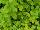 Sunset Western Garden Collection: Ligustrum  'Sunshine' 