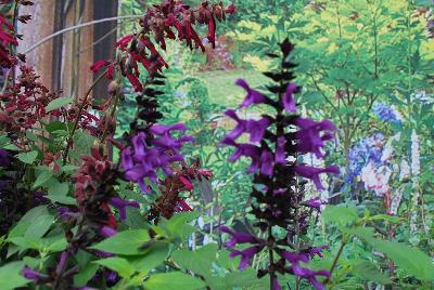  Salvia Amistad 