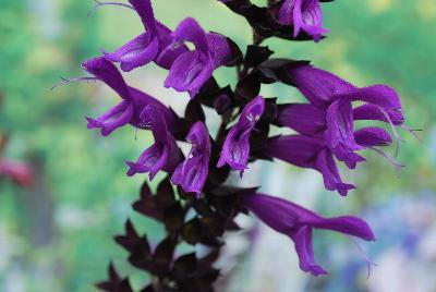 Salvia  'Amistad'