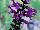 Sunset Western Garden Collection: Salvia  'Amistad' 
