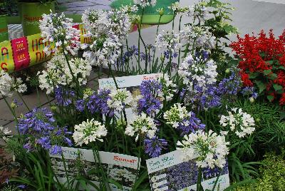 Seen @ Spring Trials 2016.: From the Sunset Western Garden Collection®, Agapanthus 'Indigo Frost'™ along with 'Blue' and 'White'.  A taller specimen with bi-color flowers that change from blue to whitish on the edge.  Blooms open in early summer on long, sturdy stems, accentuated with long, deep green leaves.  Full Sun to Part Shade. Zones: 7B – 9.  Height: 2-3 feet. Spread: 1-2 feet.   SunsetWesternGardenCollection.com