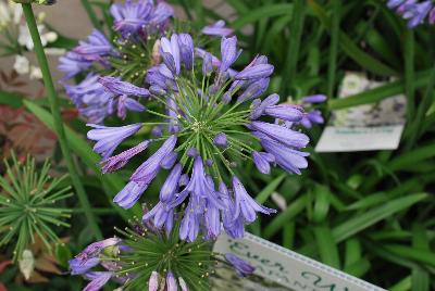 Agapanthus  'Ever Blue'